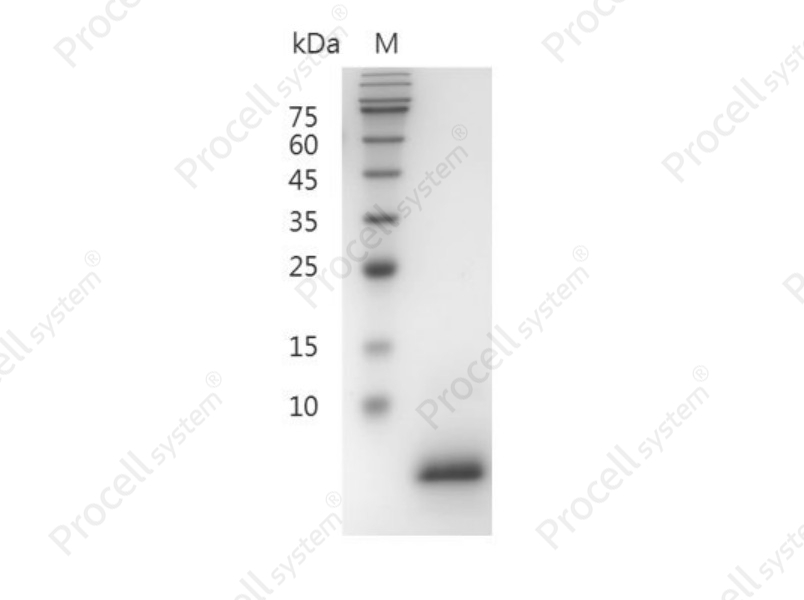 EGF/Urogastrone/URG, Mouse, Recombinant