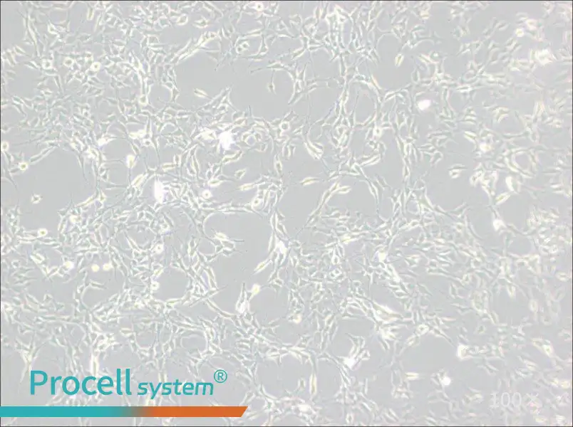 RG2[D74] Cell Complete MediumRG2[D74] Cell Complete Medium - 3