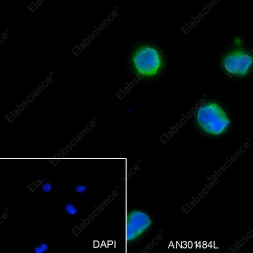 Recombinant CD62L Monoclonal Antibody - 4