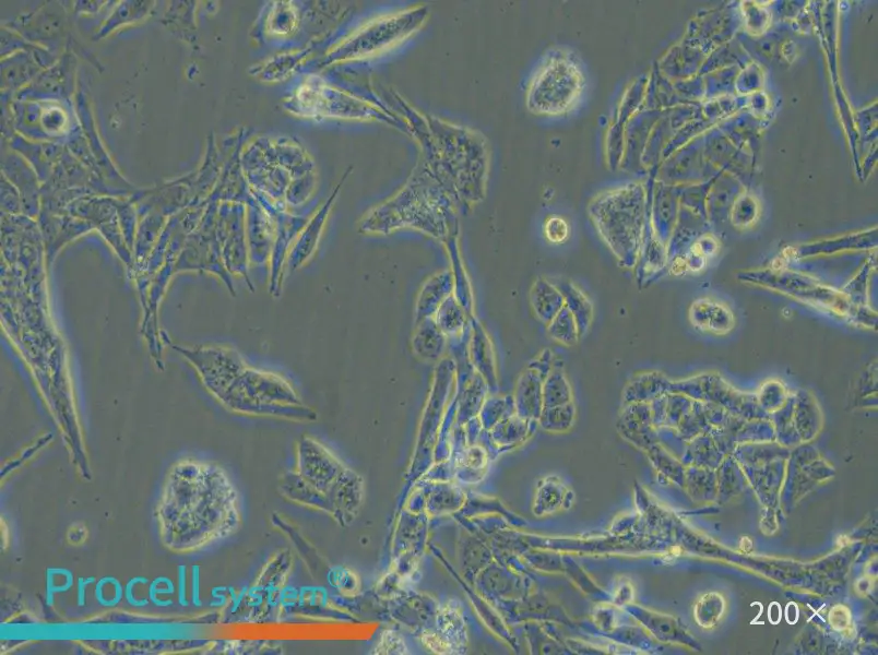 NCI-H446 [H446] Cell Complete Medium - 4
