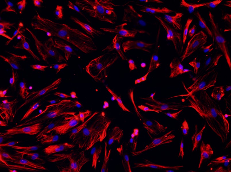 Mouse Dermal Fibroblast Complete Medium-searchlist-1