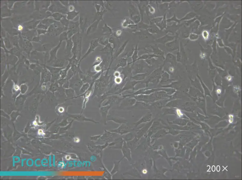 hCMEC/D3 Cell Complete Medium - small - 4