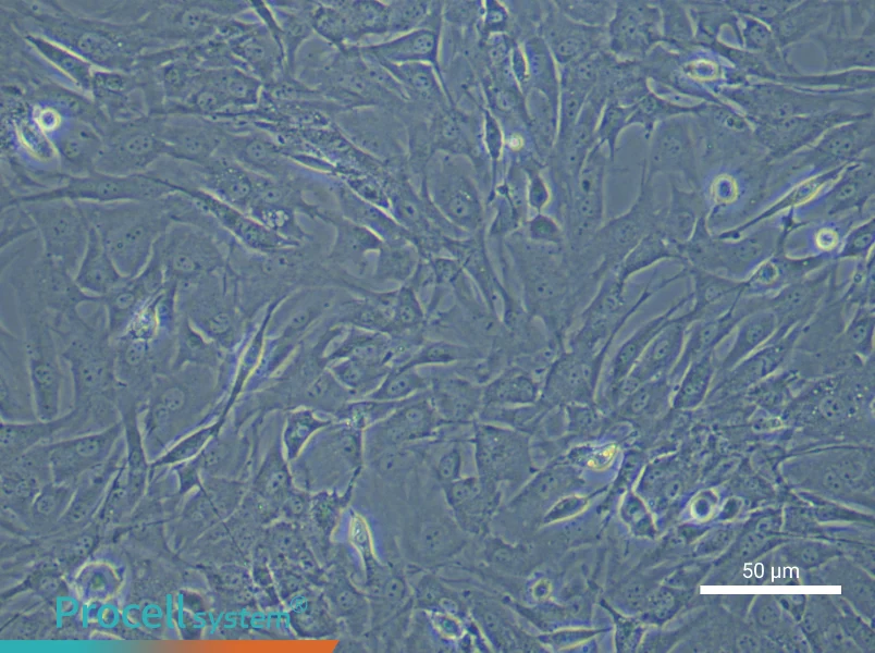 Mouse Oral Mucosal Fibroblast Complete Medium - 4