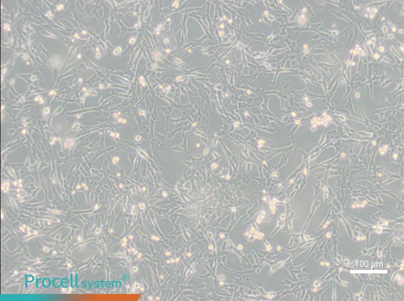 Super Tube Cell Complete Medium - 1