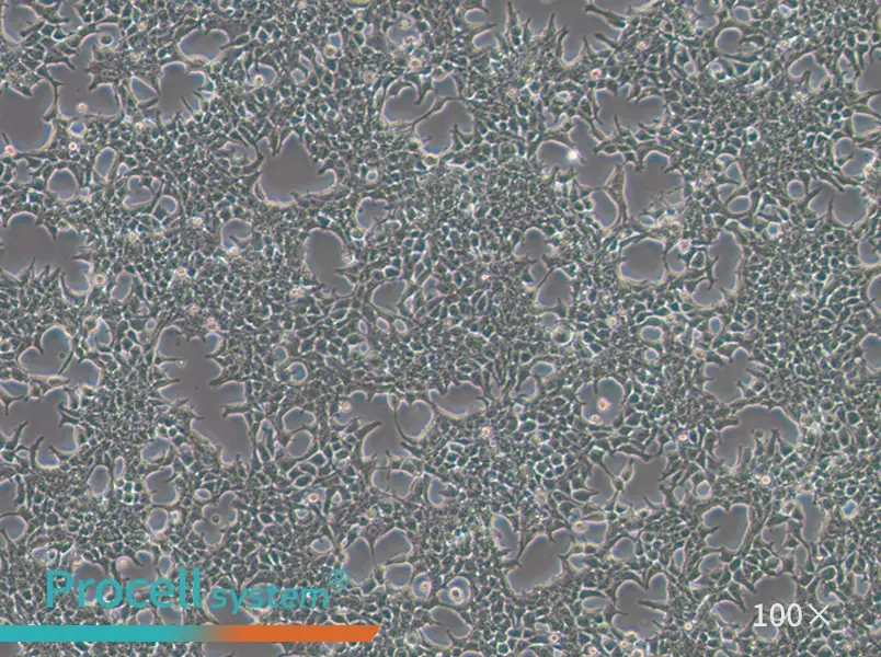 293T [HEK-293T] Cell Complete Medium - 3