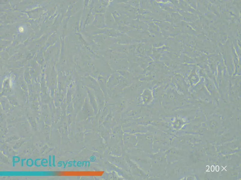 KGN Cell Complete Medium - small - 5