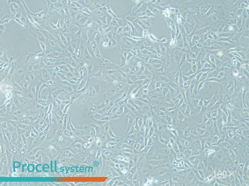 MDCK [NBL-2] Cell Complete Medium - 2