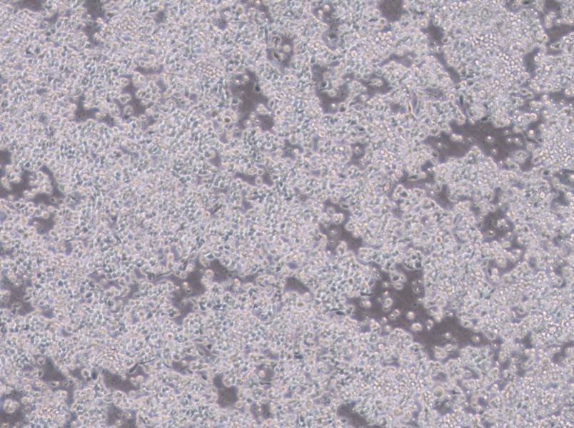 Hce-8693 Cell Complete Medium-searchlist-1