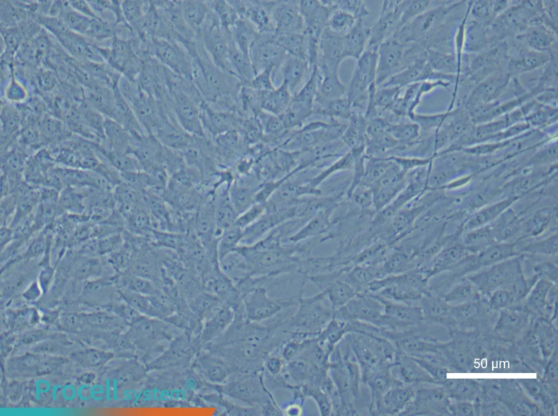 Rat Carotid Artery Vascular Smooth Muscle Cell Complete Medium - 4