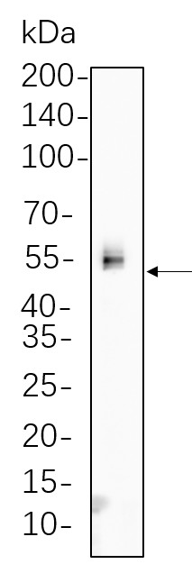Recombinant Phospho-Chk1 (Ser345) Monoclonal Antibody-searchlist-1