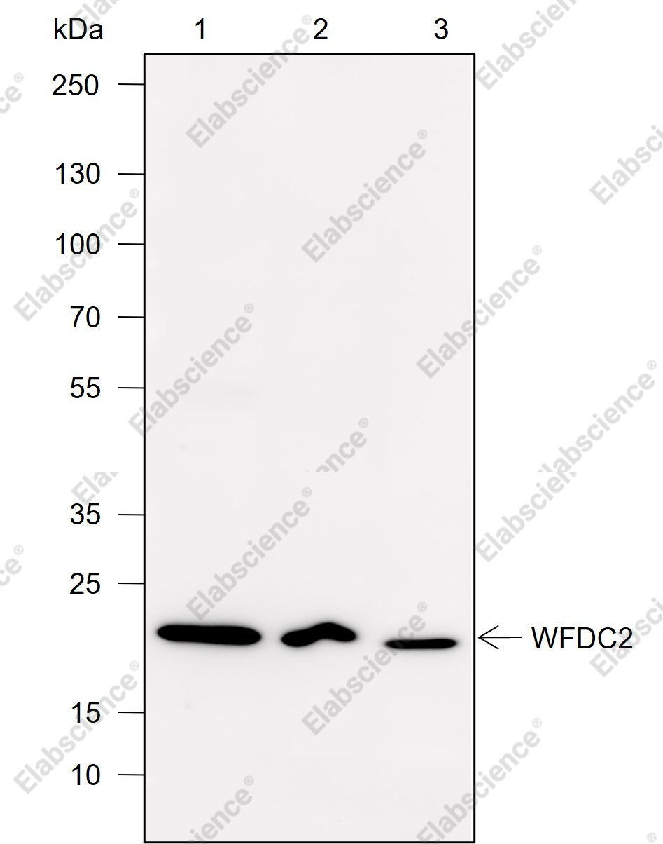Recombinant WFDC2 Monoclonal Antibody - 1
