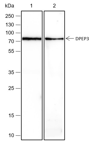 Recombinant DPEP3 Monoclonal Antibody-searchlist-1