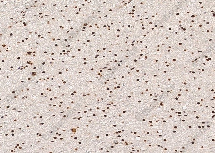 p38 alpha/MAPK14 Monoclonal Antibody - 1