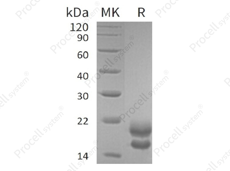 VEGF-A/VEGF121 (C-6His), Human, Recombinant