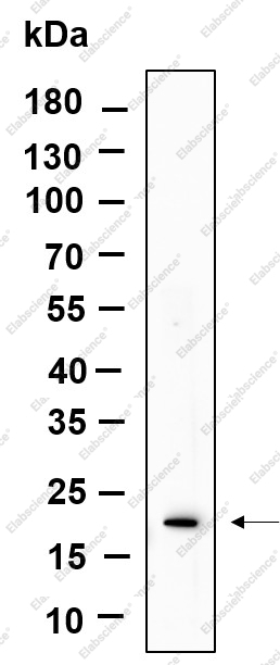Recombinant Phospho-Histone H3 (Ser10, Thr11) Monoclonal Antibody - 1