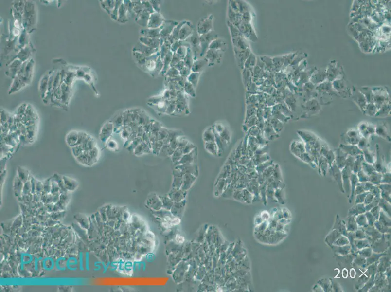 MHCC97-L Cell Complete Medium - small - 5