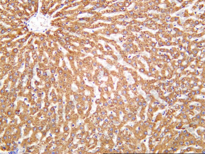 Recombinant MBL Monoclonal Antibody - 3