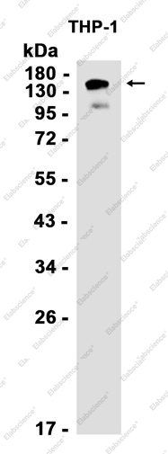 Recombinant CD11a Monoclonal Antibody - 1
