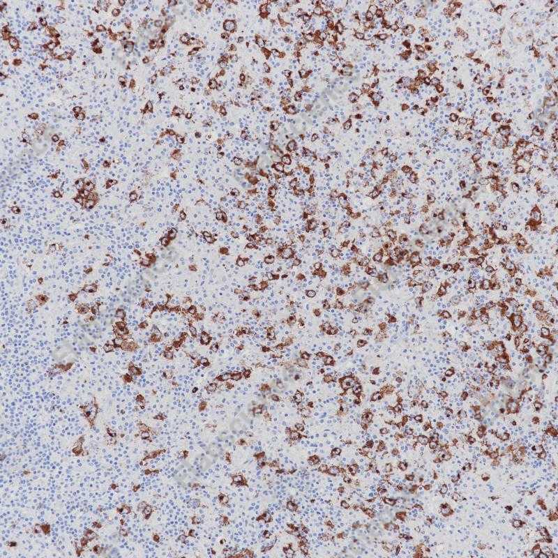 CD15 Monoclonal Antibody - 1