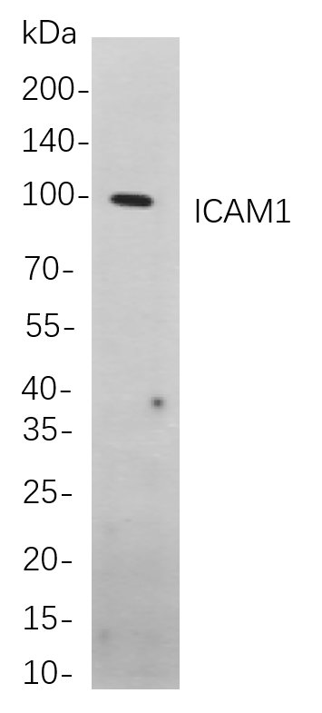 Recombinant ICAM1 Monoclonal Antibody-searchlist-1