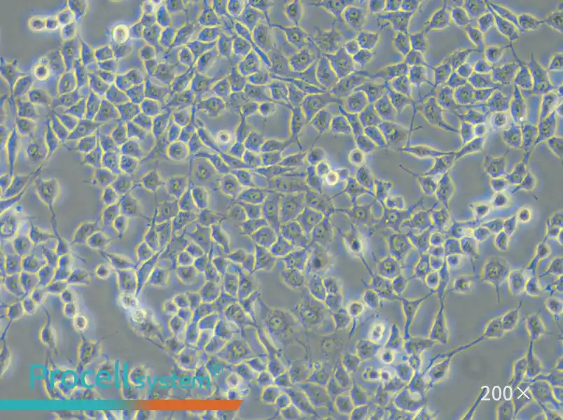 RSC96 Cell Complete Medium - 6