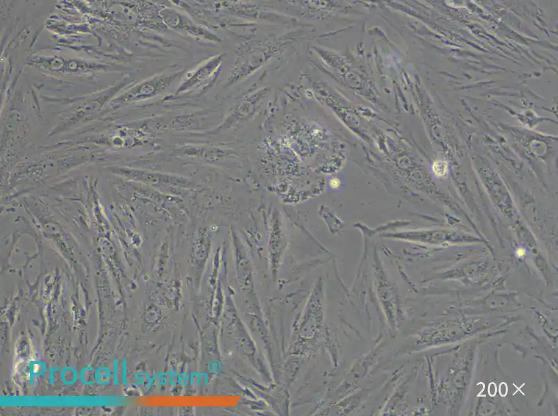A7r5 Cell Complete Medium - small - 4