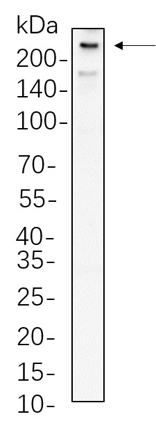 Recombinant mTOR Monoclonal Antibody-searchlist-1