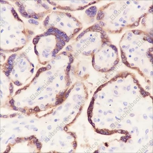 Recombinant CGA/hCG alpha Monoclonal Antibody - 2