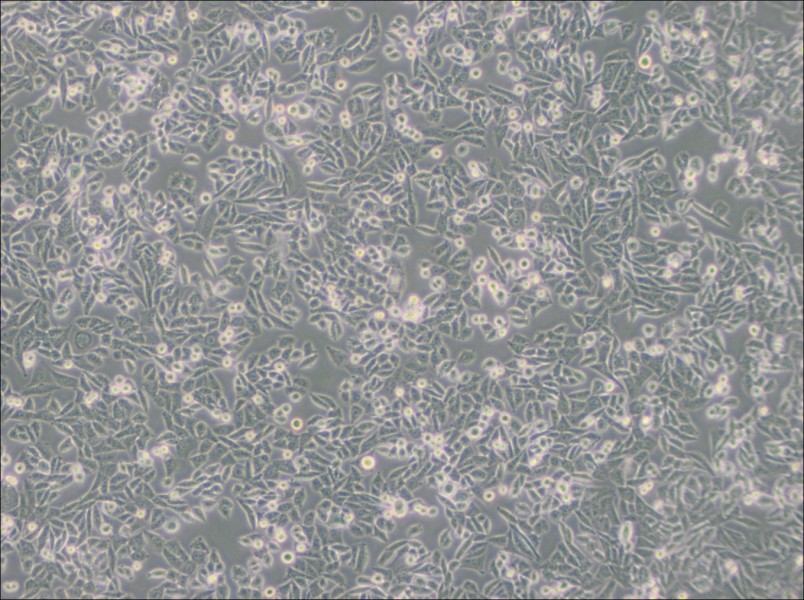 CHO Cell Complete Medium - 2