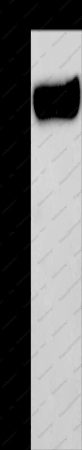 MAG Polyclonal Antibody - 1