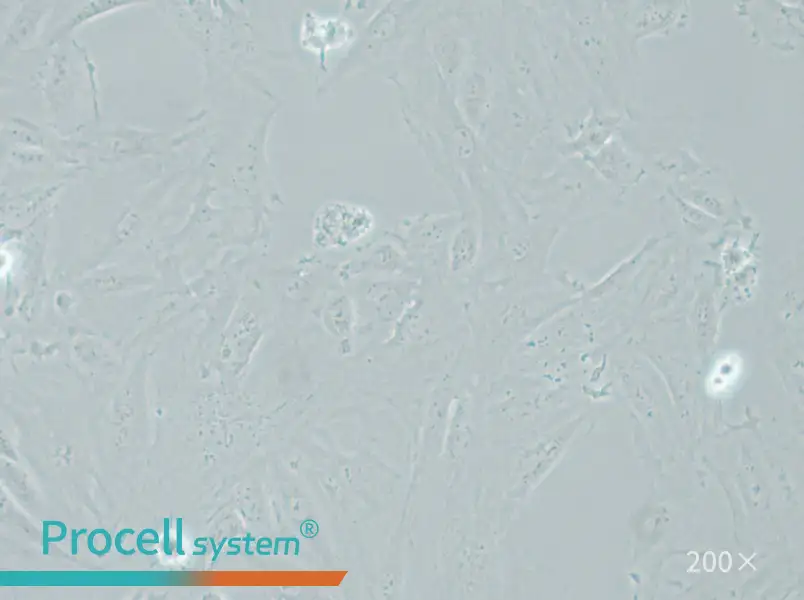 NRK-49F Cell Complete Medium - small - 4