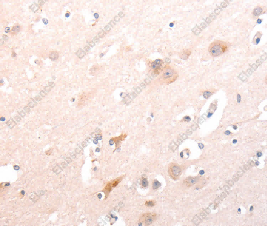 TRAF3IP1 Polyclonal Antibody - 3