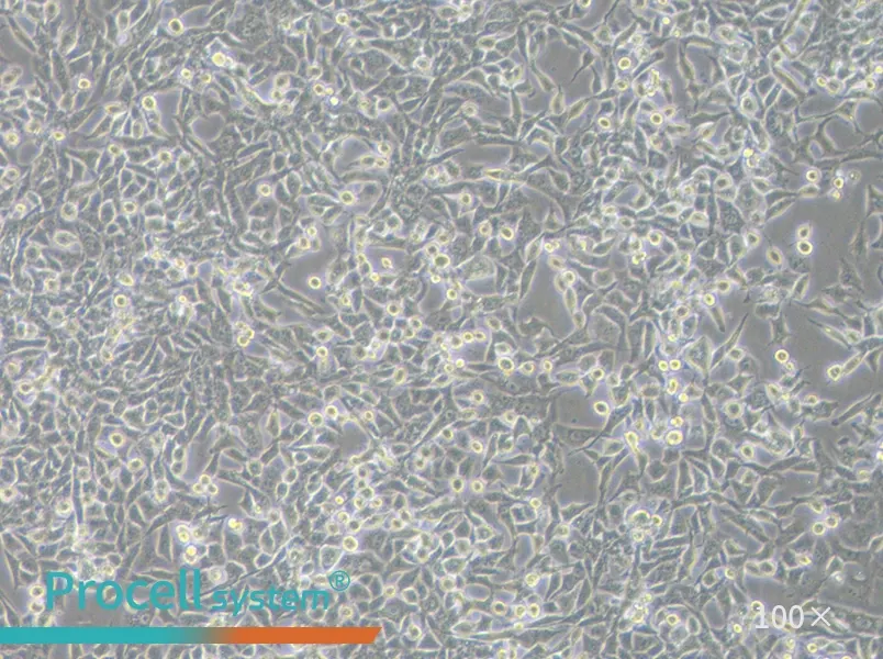 RD Cell Complete Medium - 2