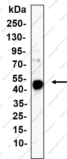 Recombinant SHARPIN Monoclonal Antibody - 1
