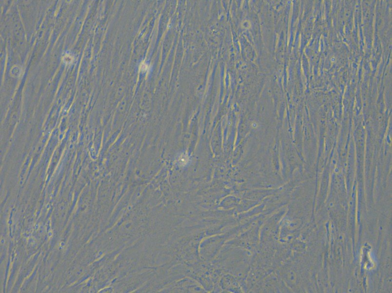 IMR-90 Cell Complete Medium - 4