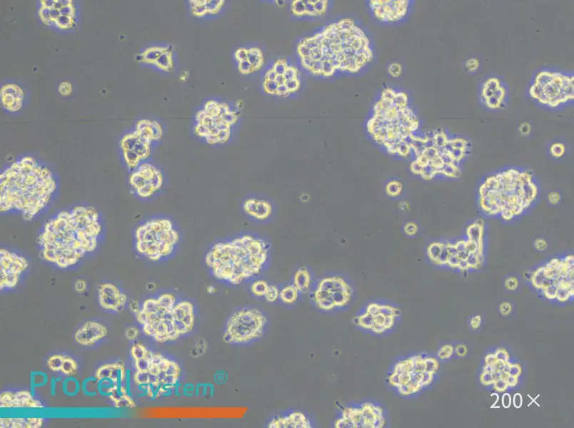 AR42J Cell Complete Medium - small - 6