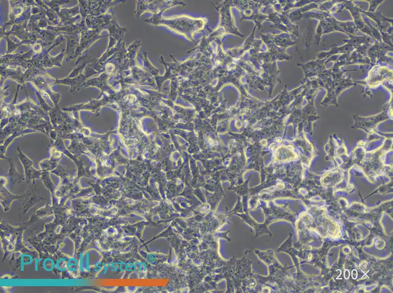 SK-N-BE(2) Cell Complete Medium - small - 6