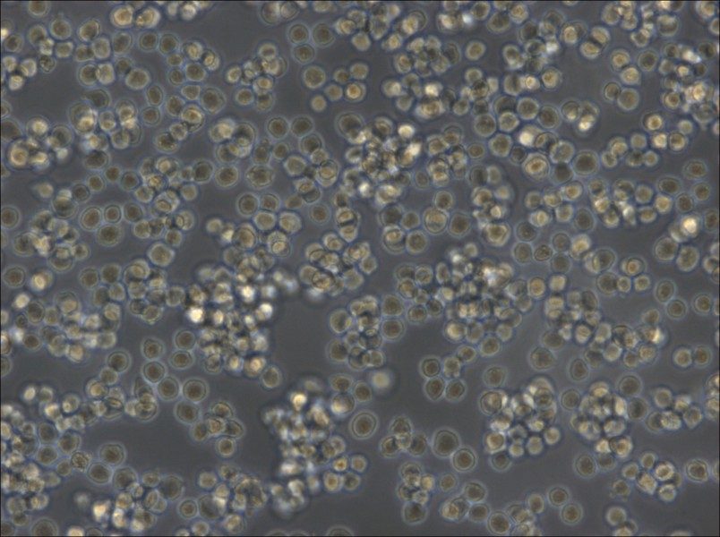 A20 Cell Complete Medium - small - 4