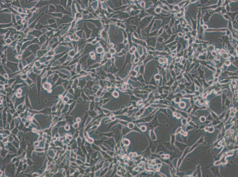 CBRH-7919 Cell Complete Medium - small - 5