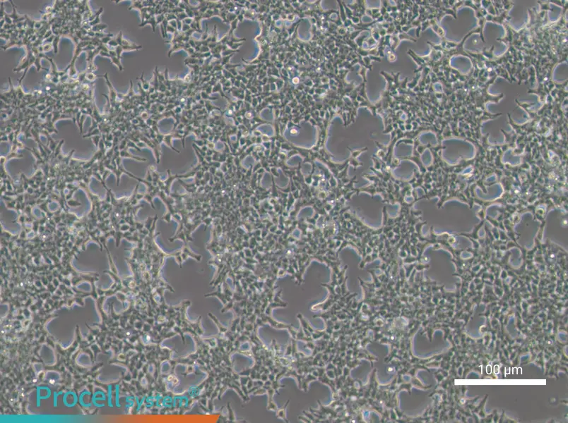 293T [HEK-293T] Cell Complete Medium - 1