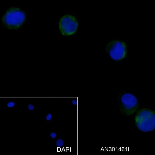 Recombinant CD13 Monoclonal Antibody - small - 6