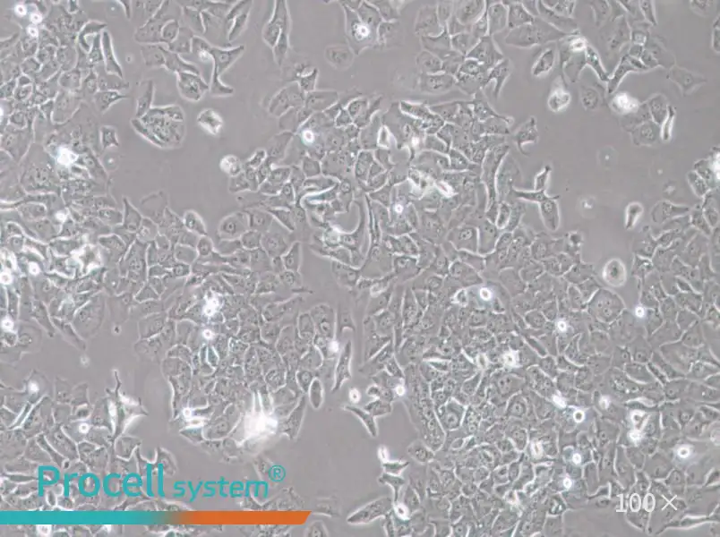 HCC4006 Cell Complete MediumHCC4006 Cell Complete Medium - 2