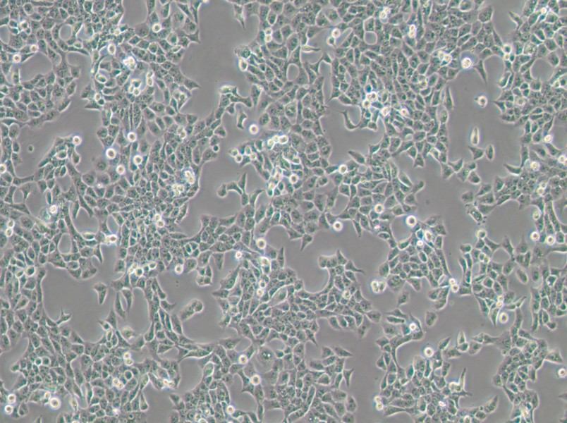 CAL 27 Cell Complete Medium-searchlist-1