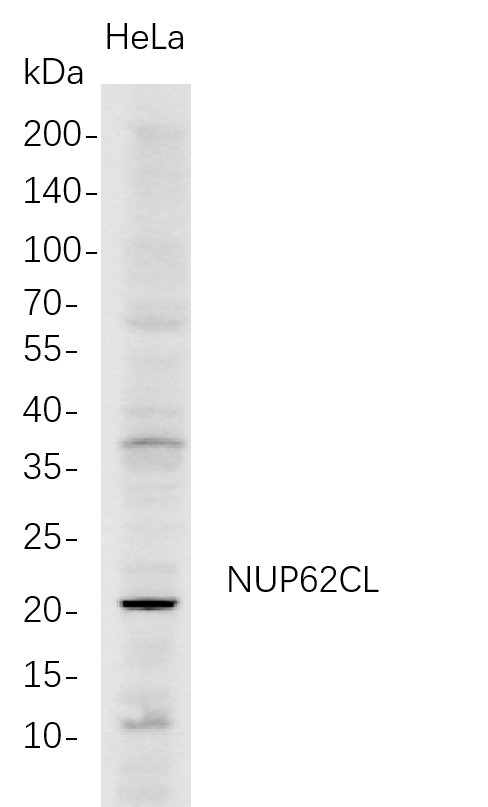 Recombinant NUP62CL Monoclonal Antibody-searchlist-1