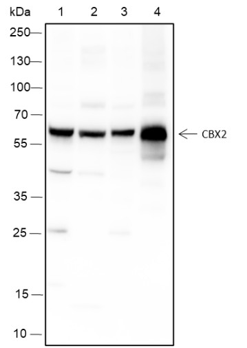 Recombinant CBX2 Monoclonal Antibody-searchlist-1