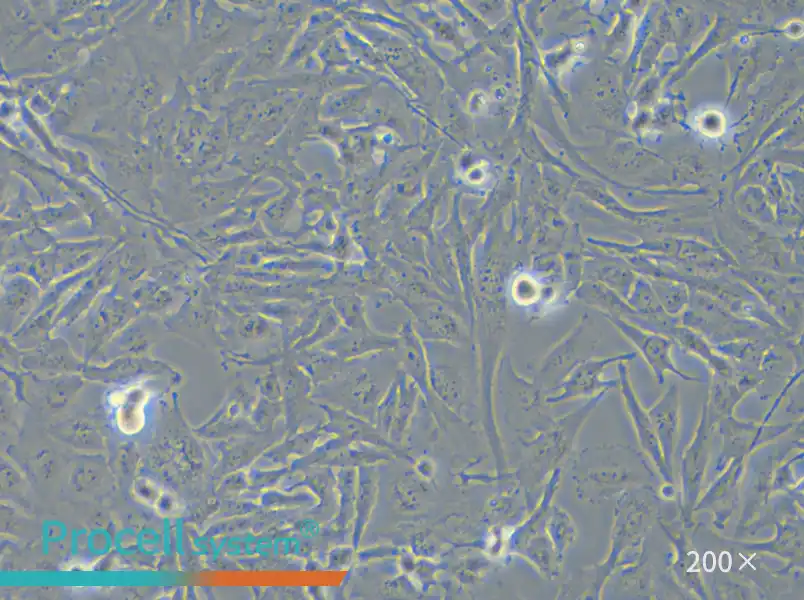 U251 Cell Complete Medium - small - 6