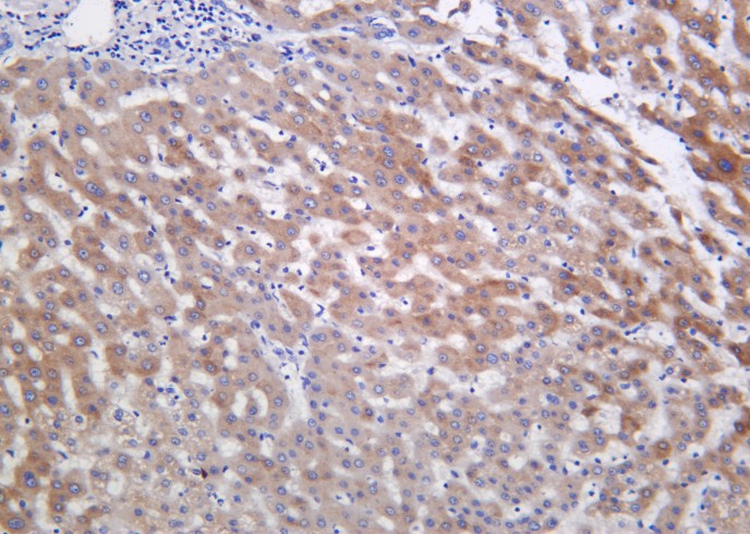 Recombinant Inhibin β-E Monoclonal Antibody-searchlist-1