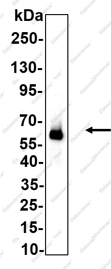 Recombinant TROP-2 Monoclonal Antibody - 1