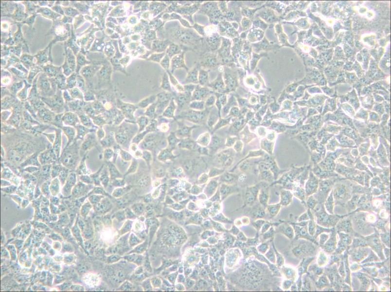 COS-1 Cell Complete Medium - small - 5