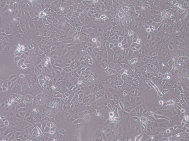 HT-1197 Cell Complete MediumHT-1197 Cell Complete Medium - 2